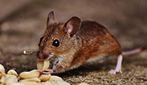 historical-building-pest-preservation-and-protection Experts in Jenkins Township